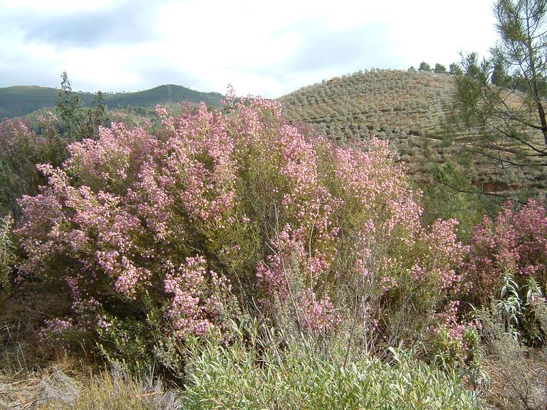 paseo33.JPG