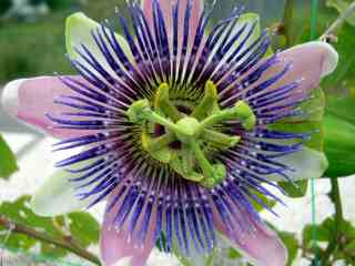 pasiflora%23001.jpg
