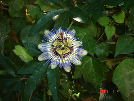 pasiflora caeruela.jpg