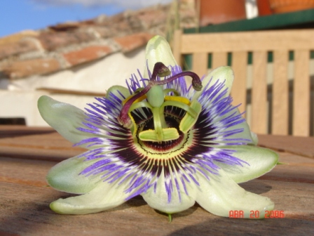 PASIFLORA.JPG