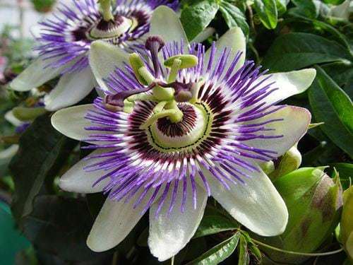 pasiflora.jpg