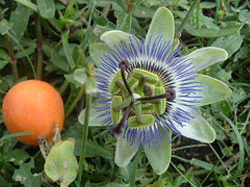 pasiflora2.jpg