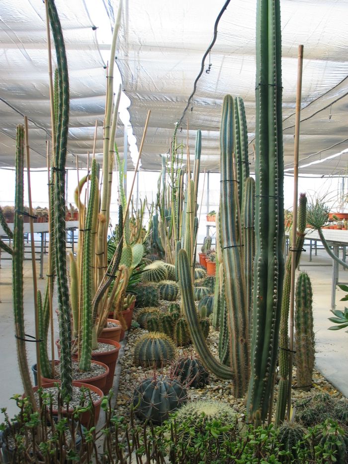 pasillo_columnar.jpg