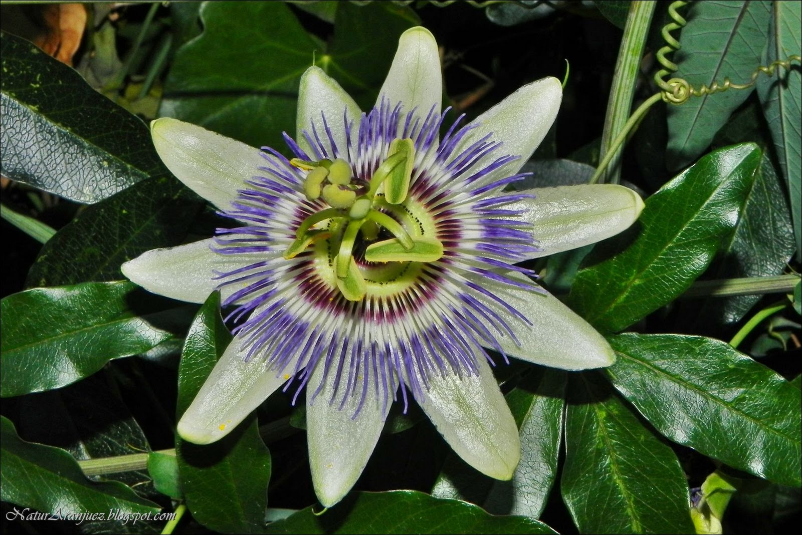 Pasionaria+%2528Passiflora+caerulea%2529_1.JPG