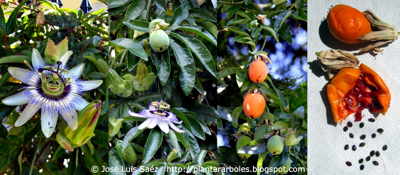 Pasionaria+azul+Passiflora+caerulea+Flores+frutos+semillas+Flowers+fruits+seeds.jpg