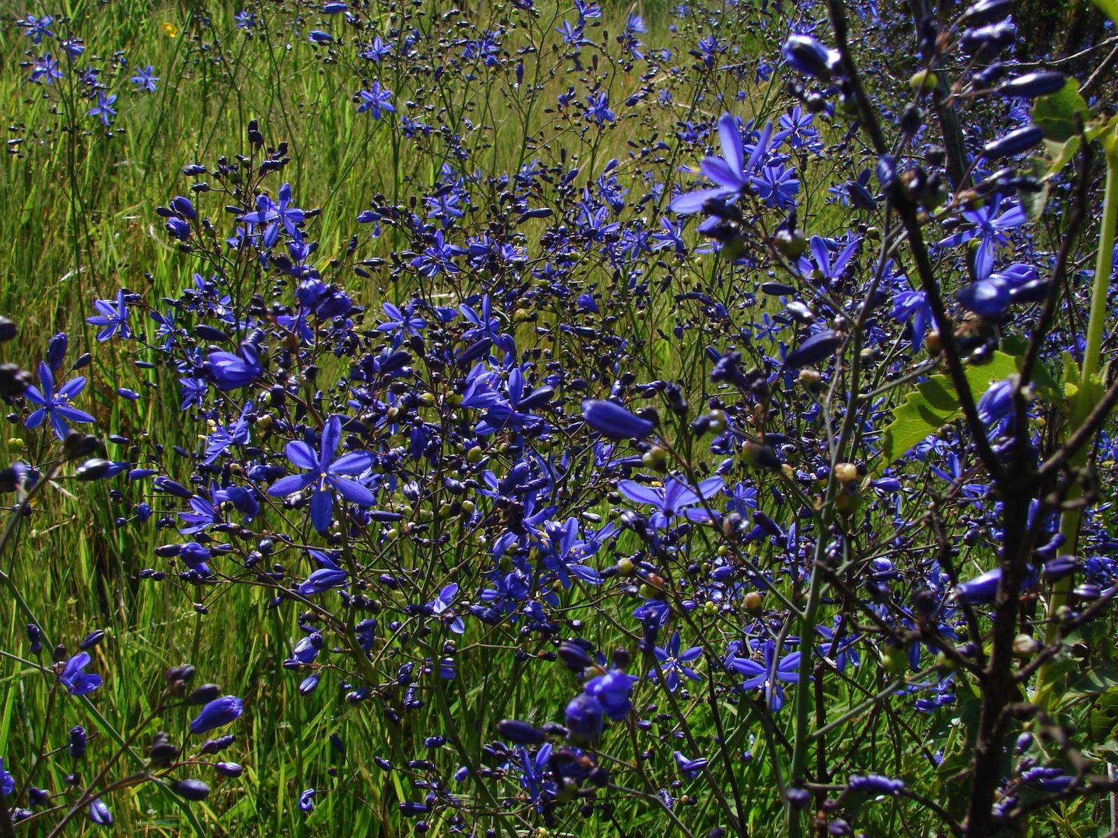 Pasithea_caerulea_2.jpg