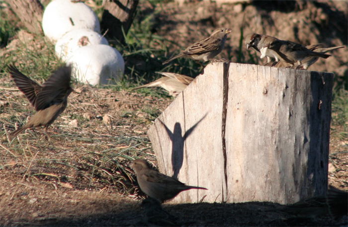 passer_domesticus1.jpg