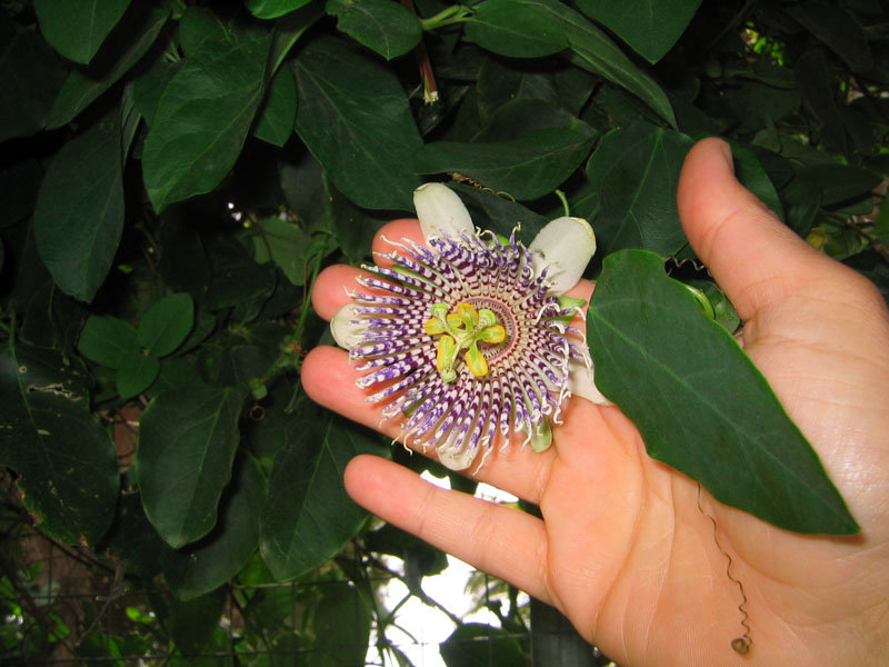 Passiflora%20actinia%202.jpg