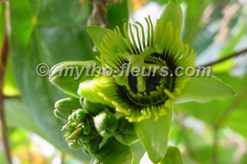 passiflora%20coriacea%202.JPG