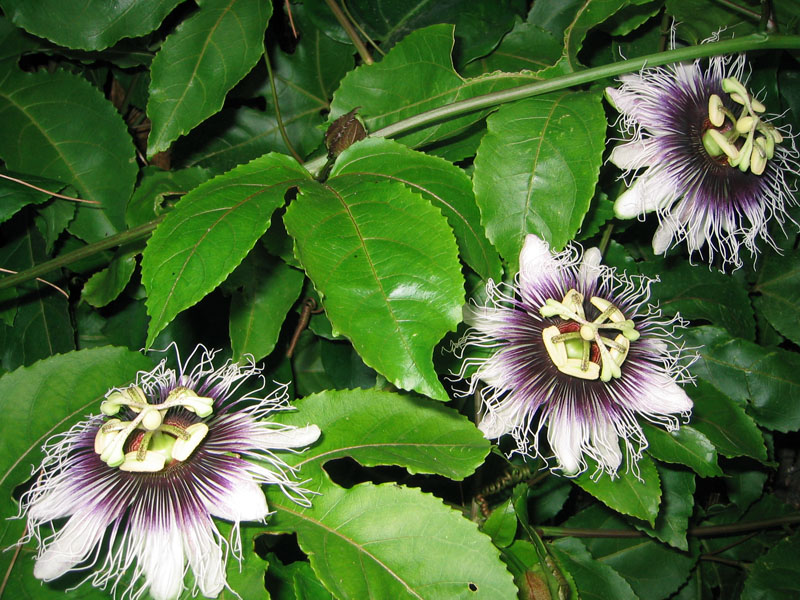 Passiflora%20edulis%20flavicarpa.jpg