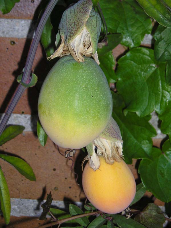 Passiflora%20frutos.JPG