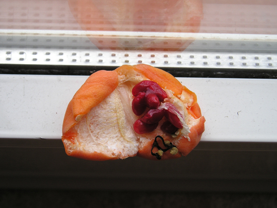 Passiflora%20Maracuy%E1%20frutos.jpg