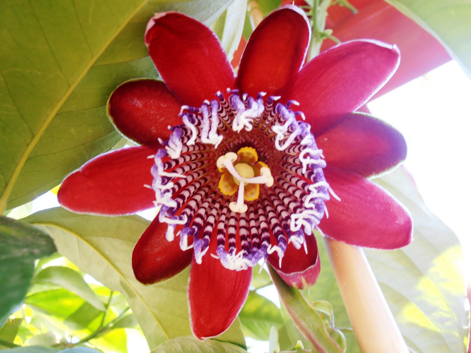 passiflora%2B1.jpg