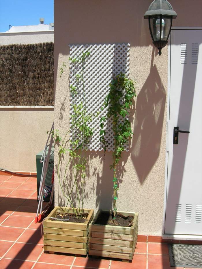 passiflora%7E3.jpg