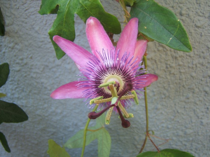 Passiflora caerulea 1.jpg