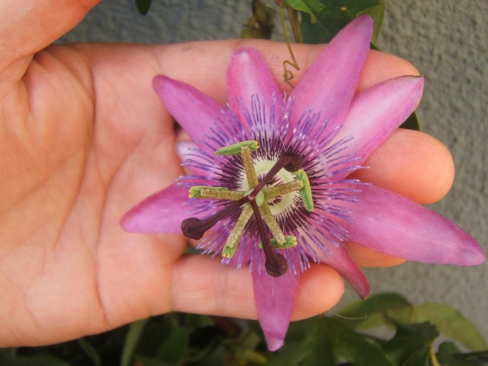 Passiflora caerulea 2.jpg