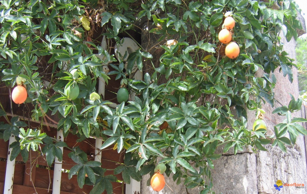 passiflora-caerulea-2-visoflora-12799.jpg