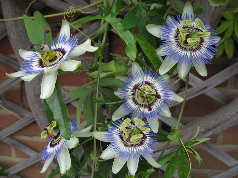 passiflora-caerulea-flower.jpg