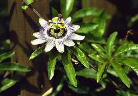 passiflora-caerulea.jpg