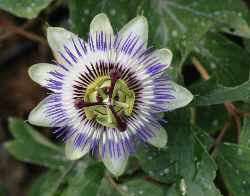 passiflora.jpg
