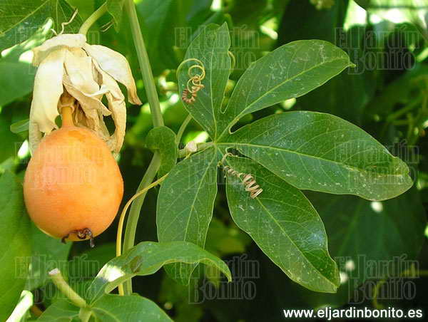 passiflora.jpg