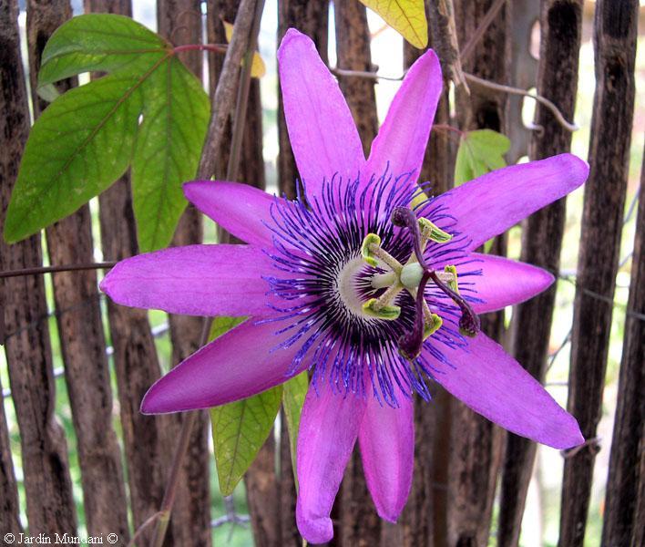passiflora.jpg