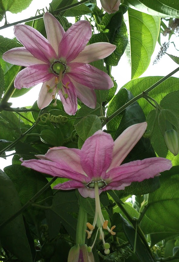 passiflora.jpg