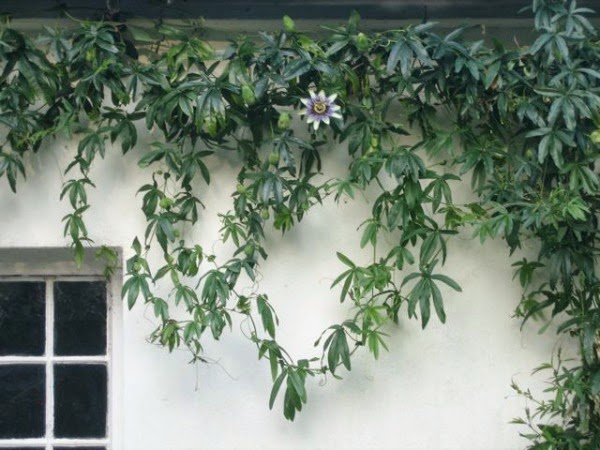 Passiflora.jpg
