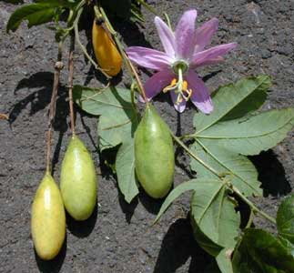 passiflora-mollissima.jpg