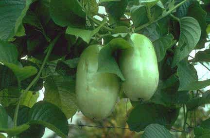 passiflora-quadrangu.jpg