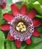 passiflora-quadrangularis.jpg
