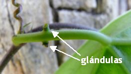 passiflora-sexocellata-glandulas-detalle.jpg