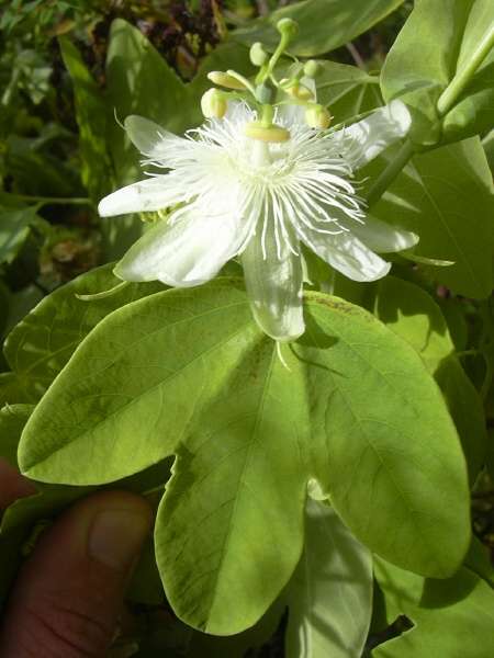 Passiflora-subpeltata_zps5f880080.jpg