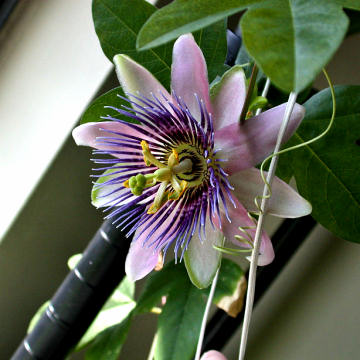 passiflora_alatocaerulea.jpg
