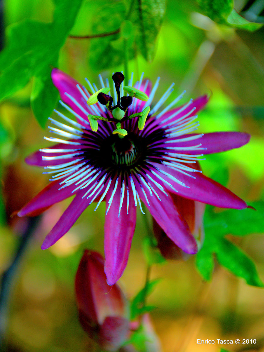 passiflora_by_enricotasca.jpg