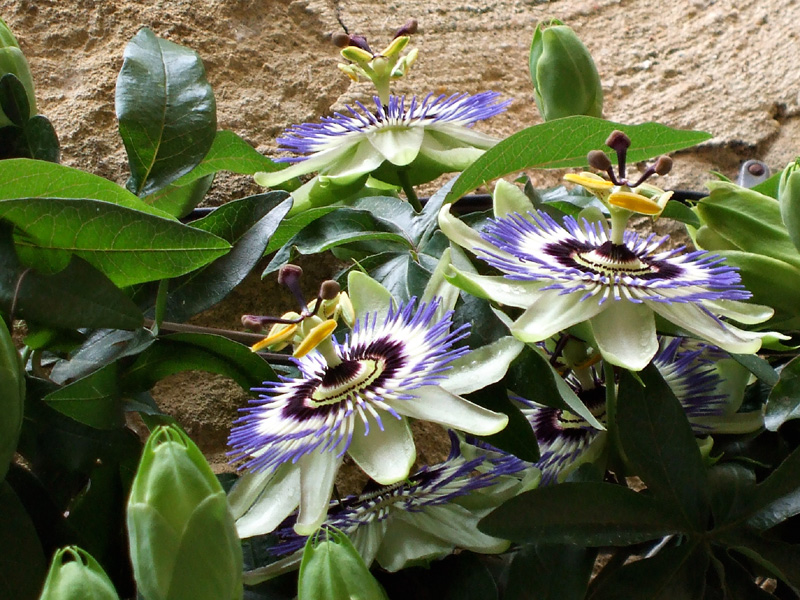 passiflora_caerulea.jpg