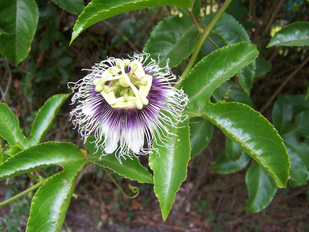 Passiflora_edulis.JPG
