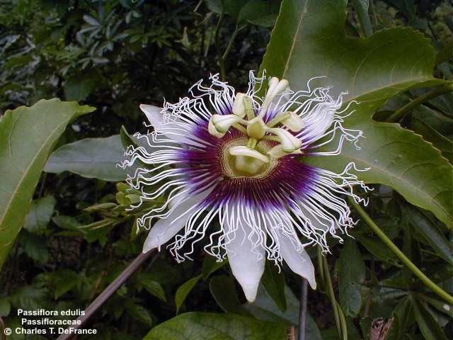 Passiflora_edulis.jpg