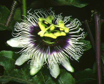 Passiflora_edulis_flavicarpa.jpg
