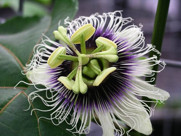 Passiflora_edulis_zps91736ed5.jpg