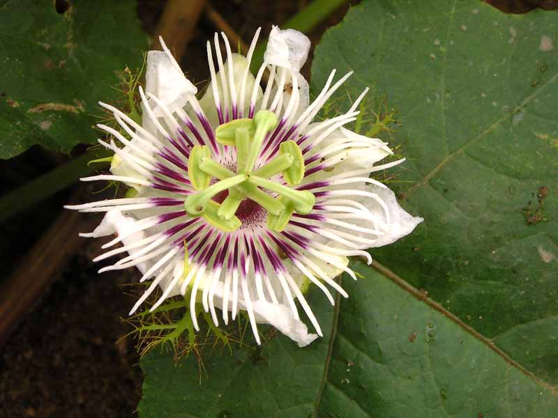 Passiflora_foetida_2.jpg
