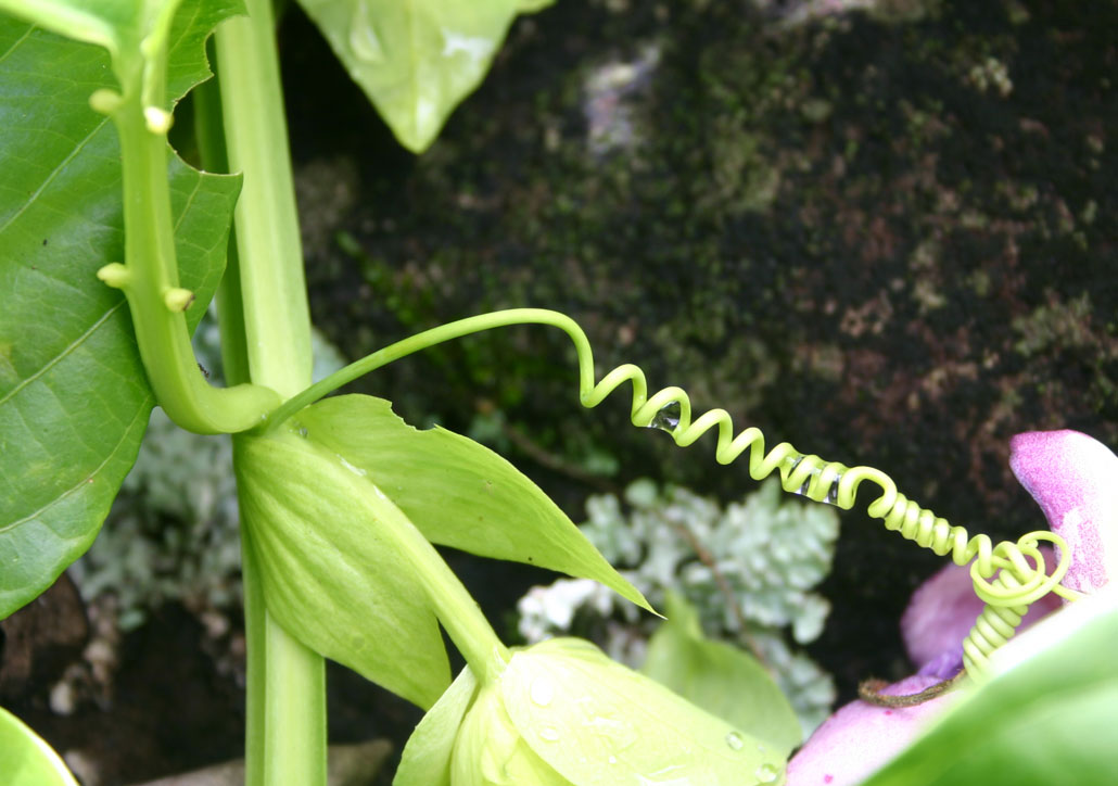 passiflora_quadrangularis_1902_05.jpg