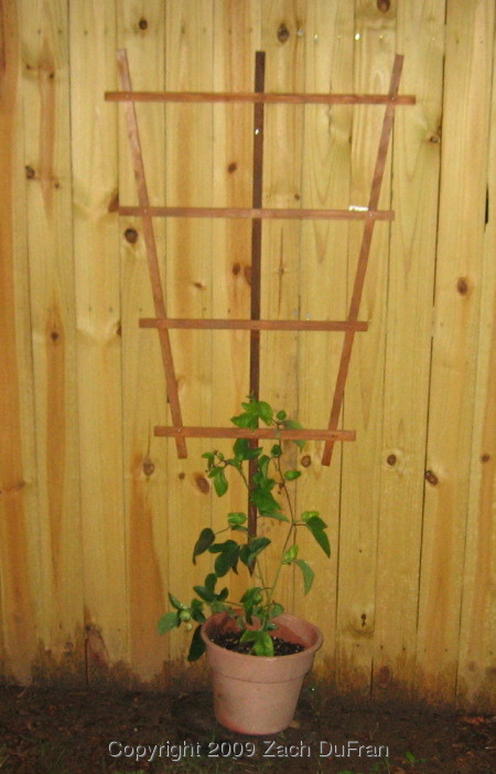 passiflora_trellis.jpg