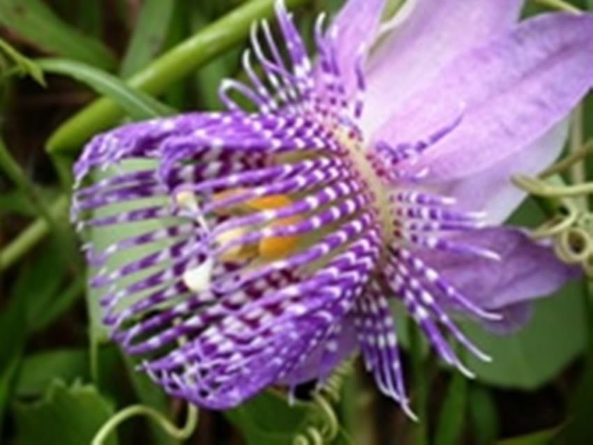 PassifloraAnaPatricia.jpg