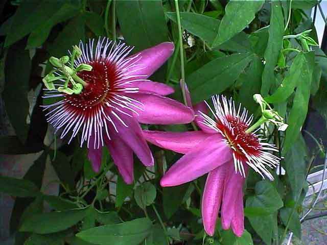 PassifloraAnastasia.jpg