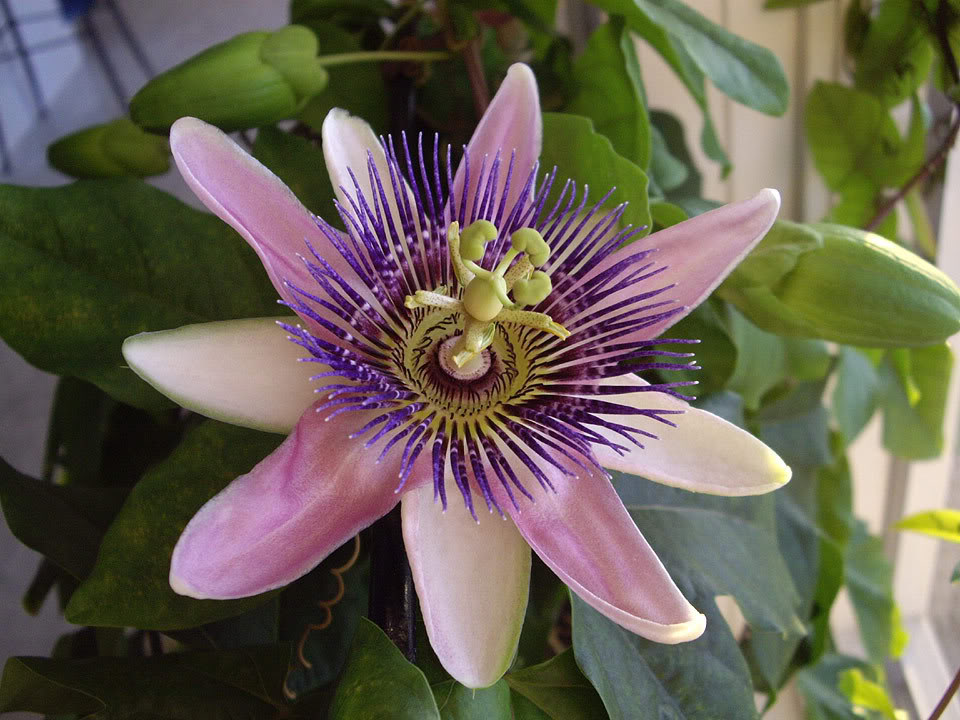 PassifloraBelotii.jpg
