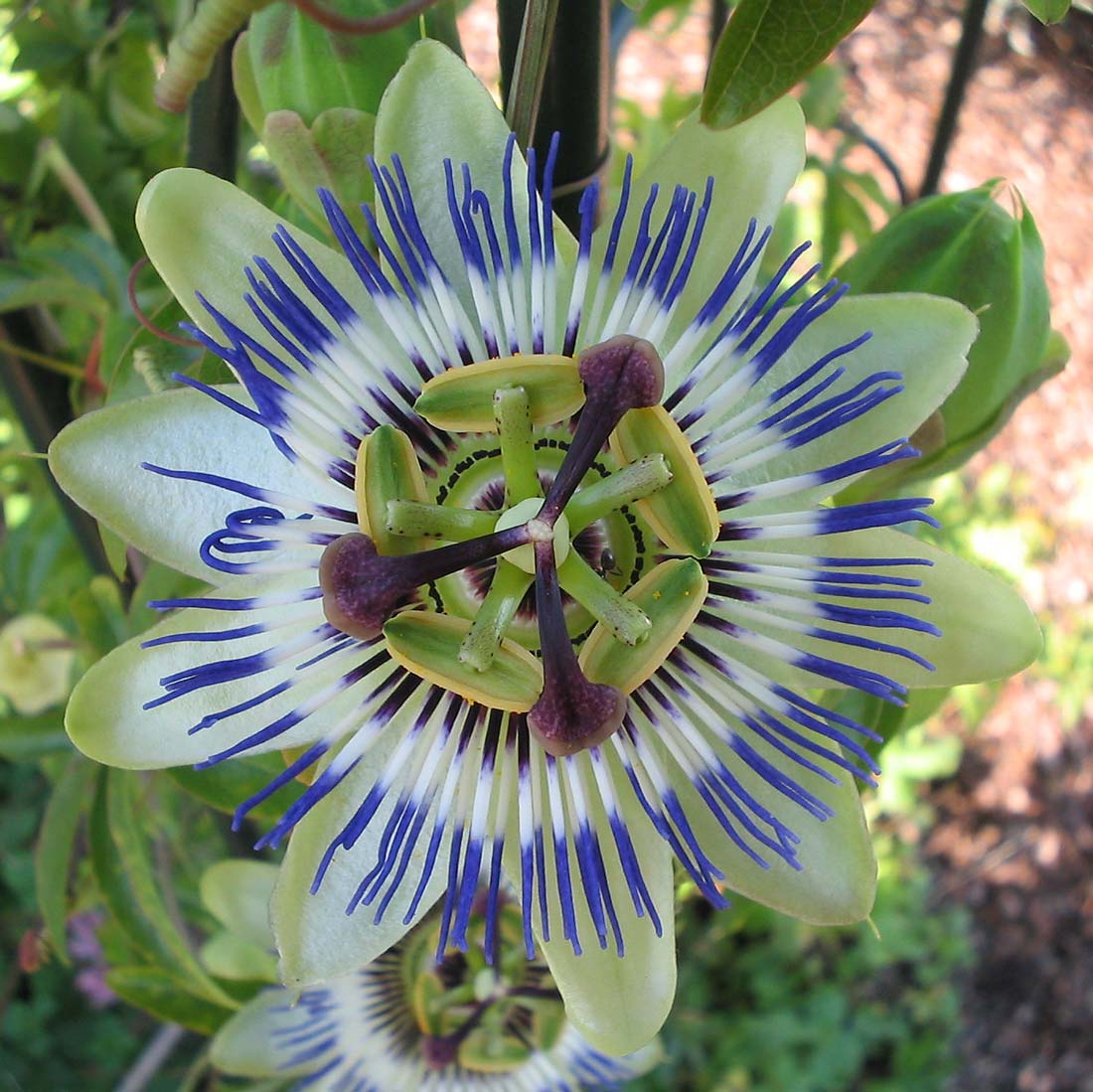 PassifloraCaerulea_Bluete_von_oben.jpg