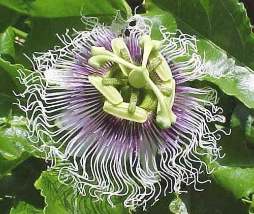 passifloraedulis.jpg