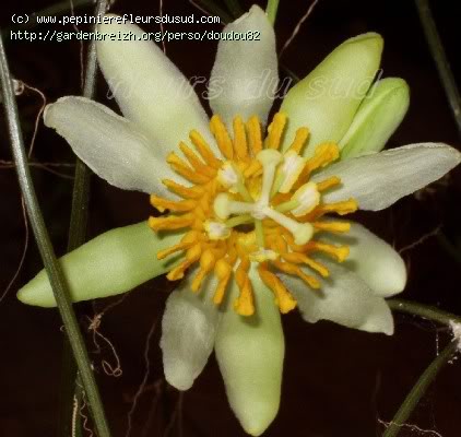 Passifloramacrophylla.jpg