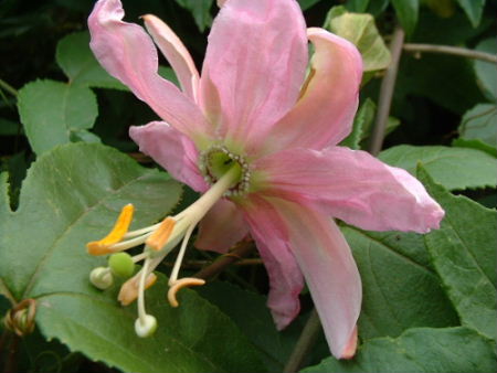 passifloramollisima_zps547b68b1.jpg